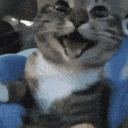 gif:64