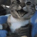 kedi - kedi, komik