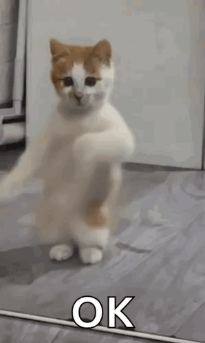 dans eden kedi - kedi, komik