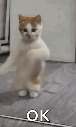gif:37