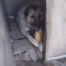 aç köpek - aç, köpek, ekmek