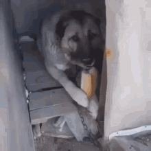 gif:29