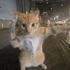 gif:35